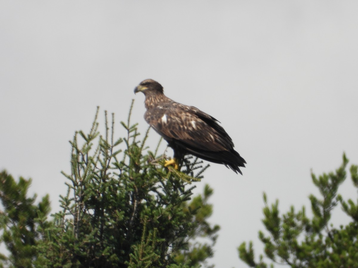 Bald Eagle - ML641910026