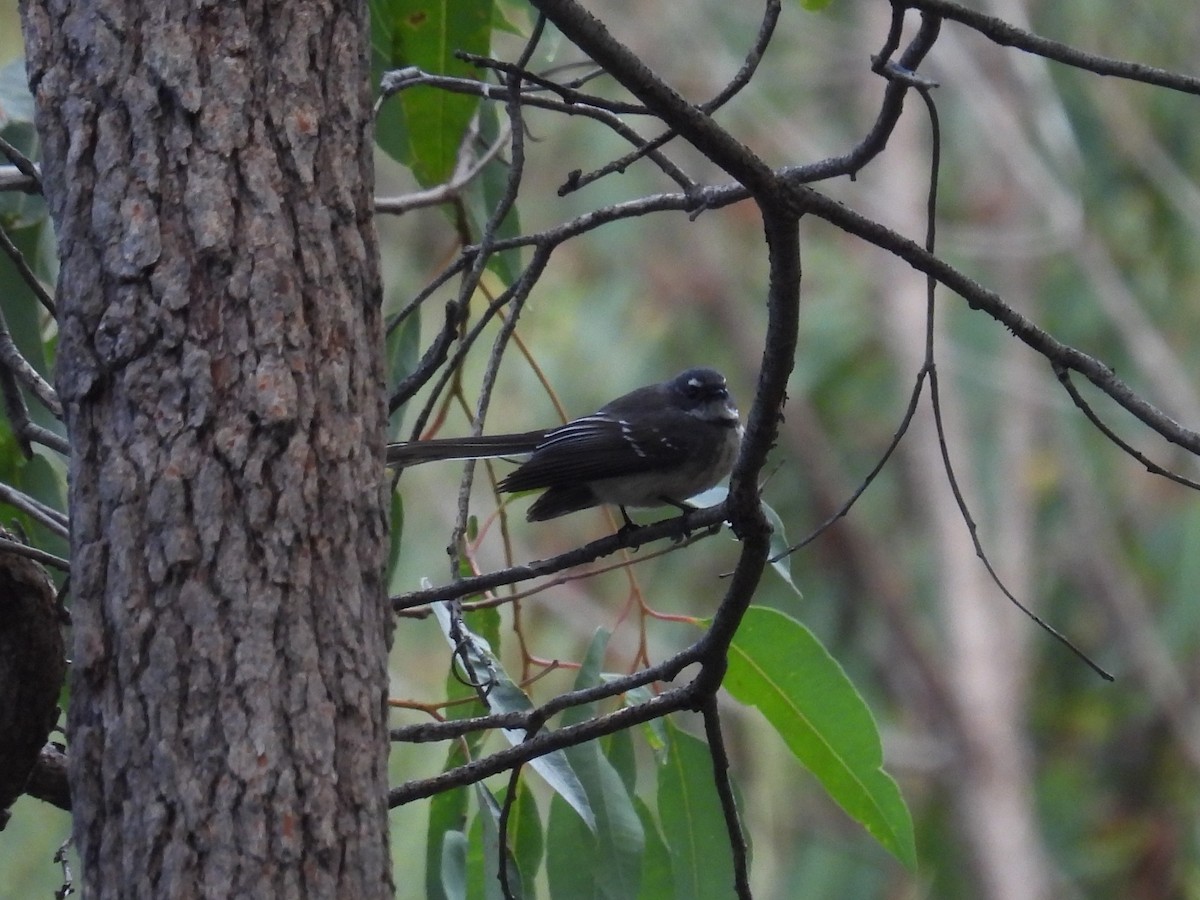 Gray Fantail - ML641910029