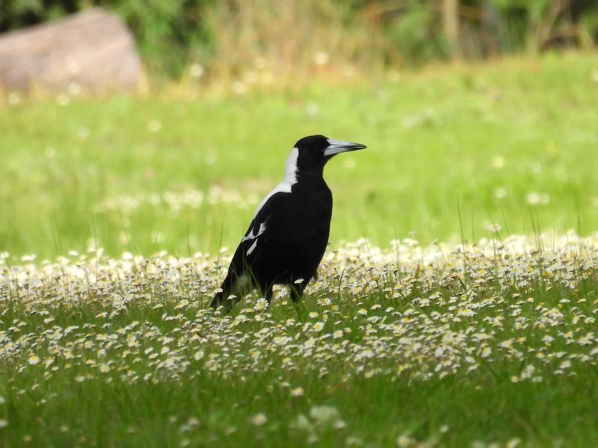 Australian Magpie - ML641910031