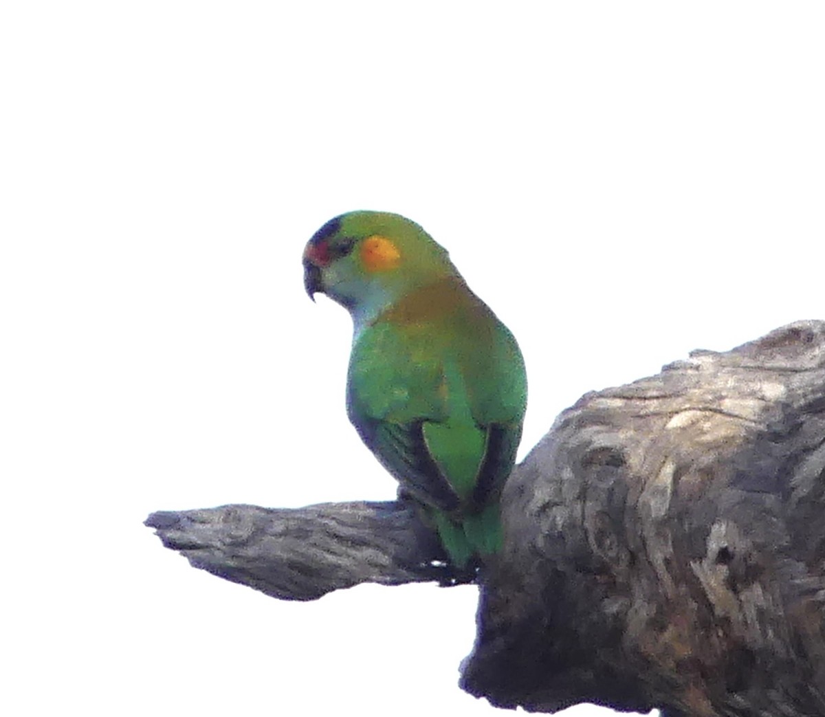 Purple-crowned Lorikeet - ML641910032