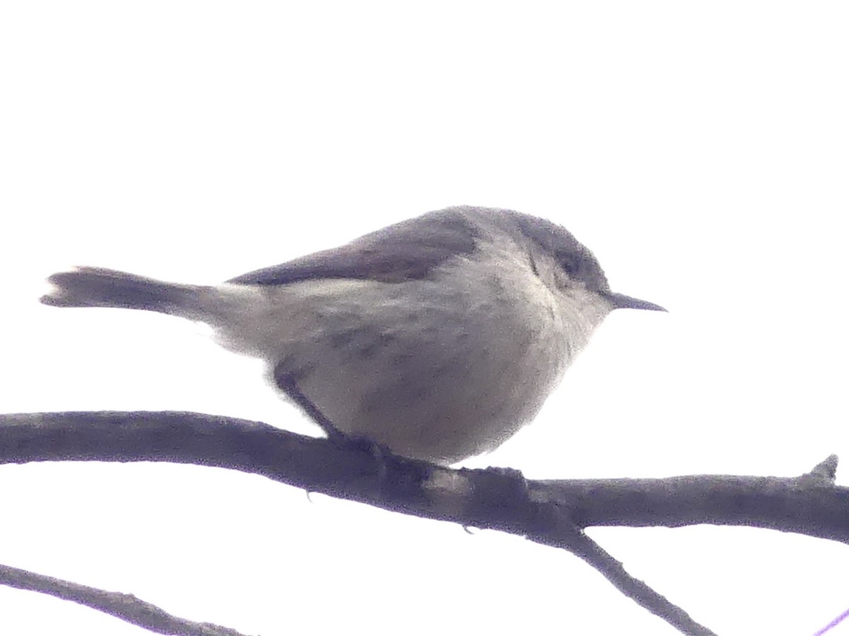 Western Thornbill - ML641910046