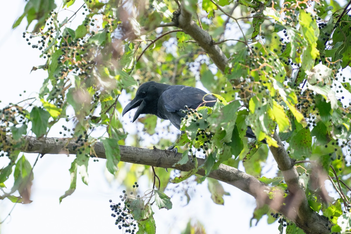 Large-billed Crow - ML641910051