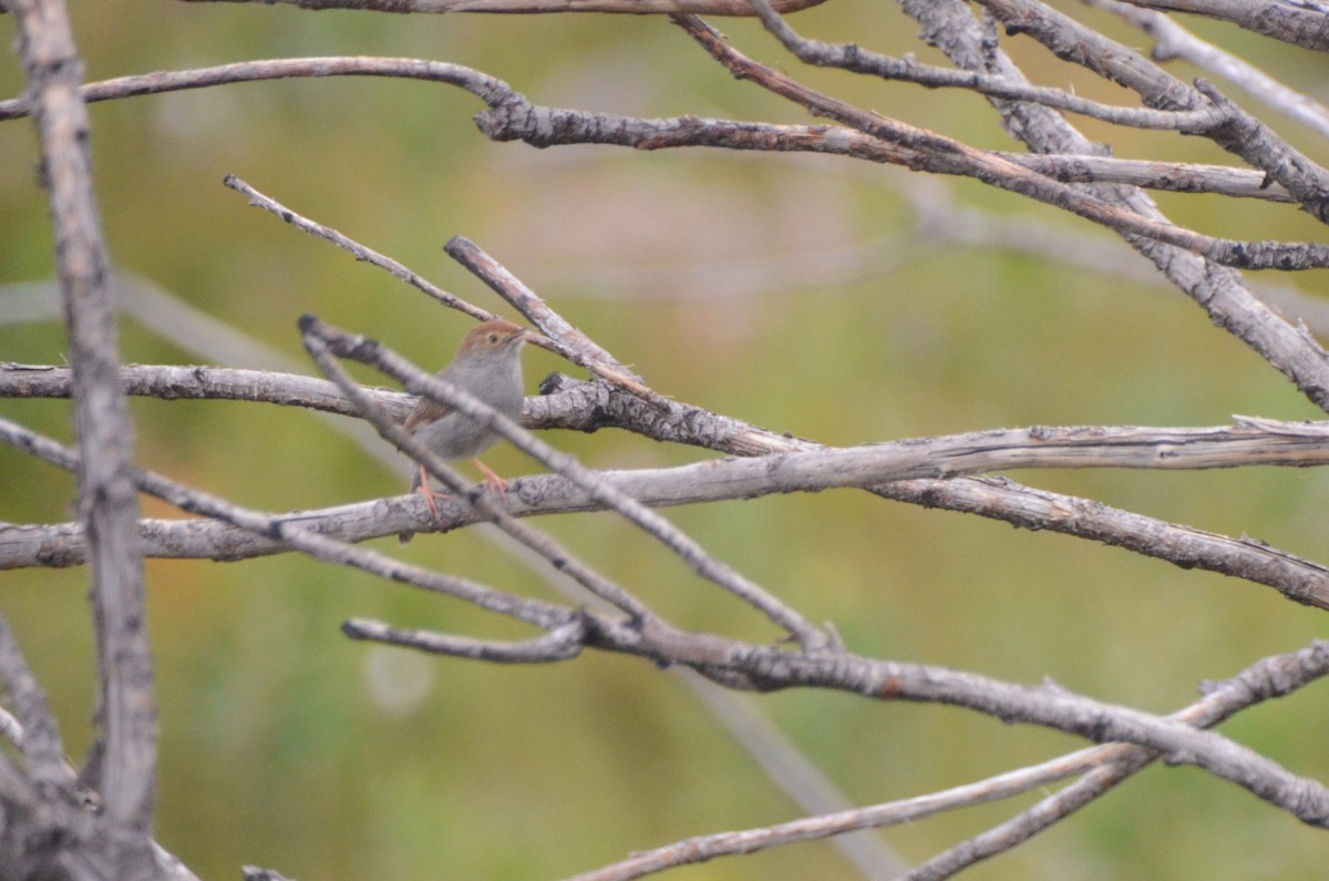 Piping Cisticola - ML641910064