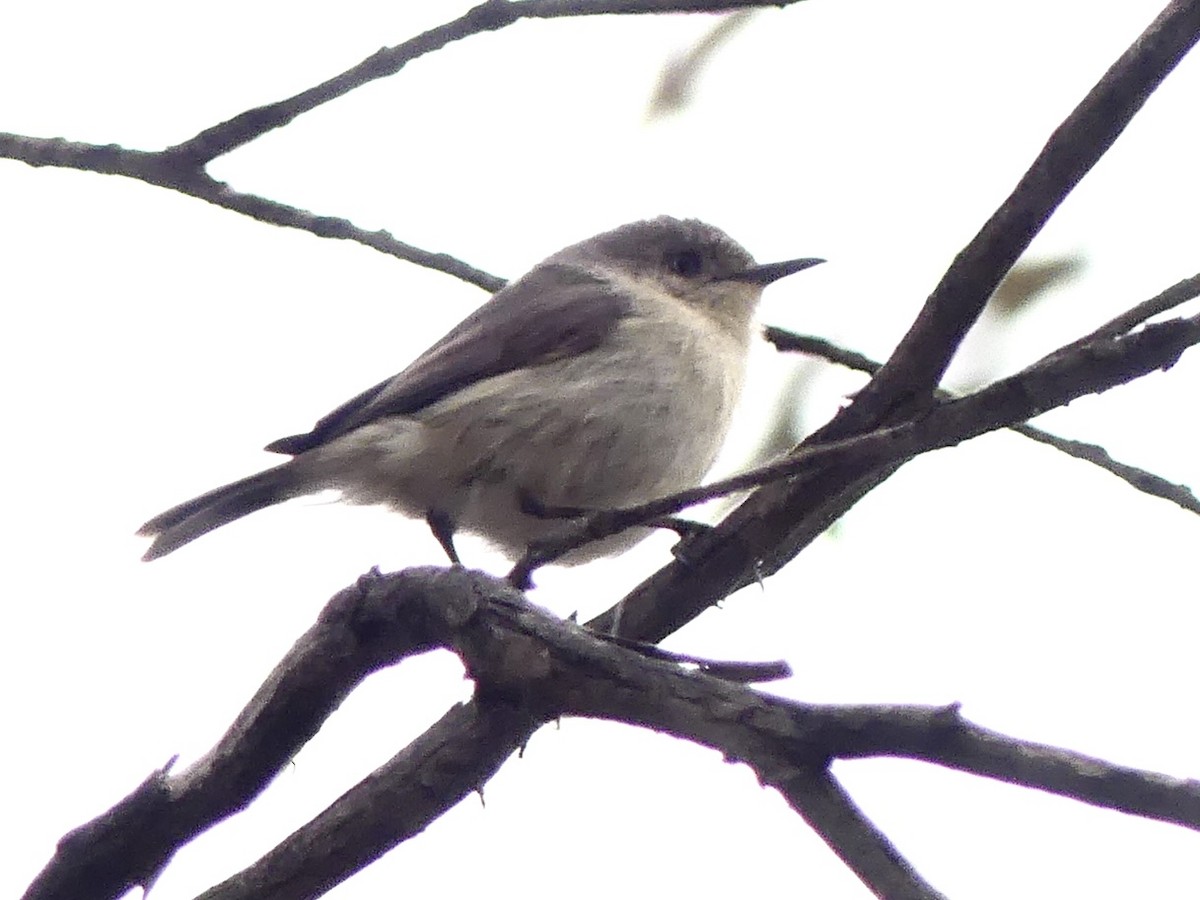Western Thornbill - ML641910065