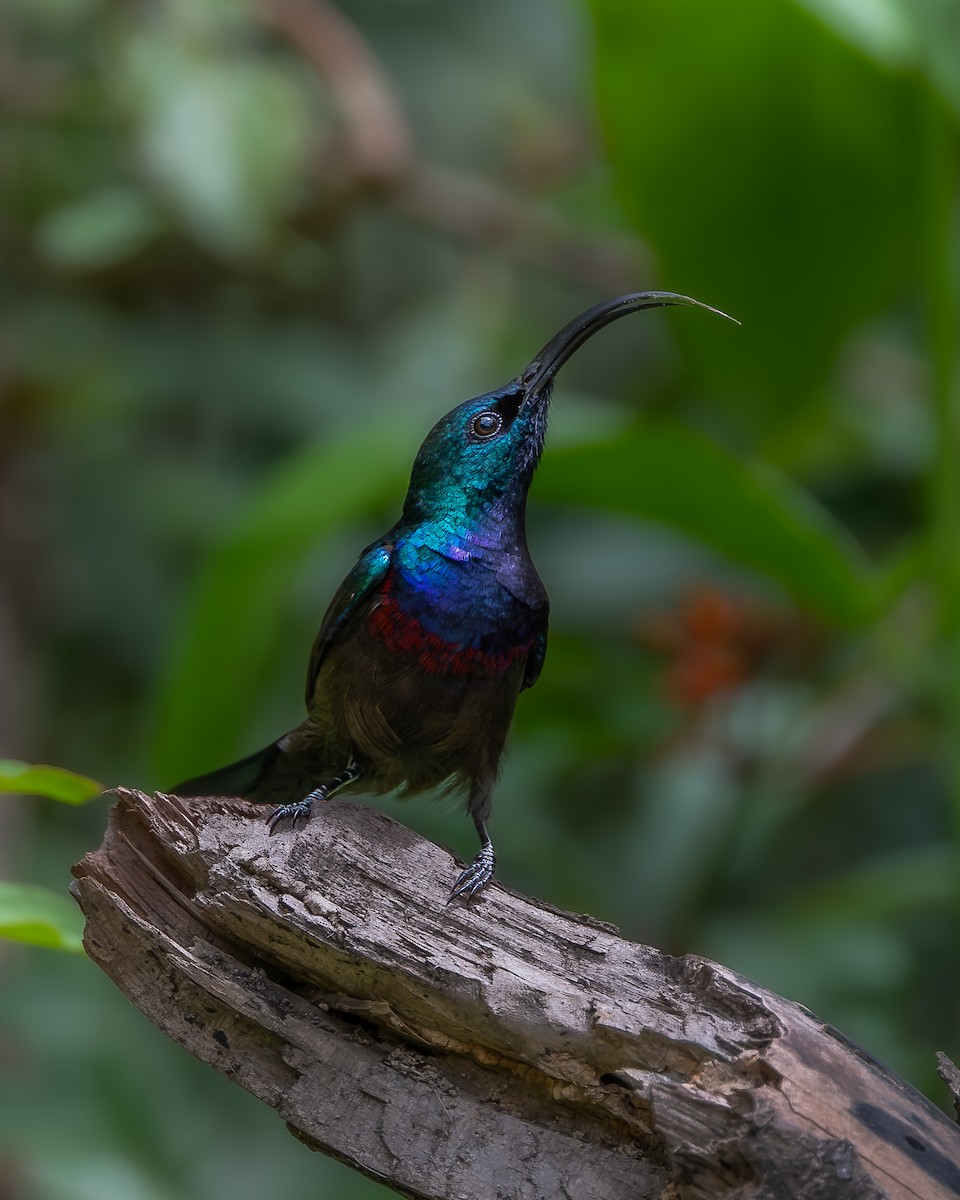 Loten's Sunbird - ML641910067