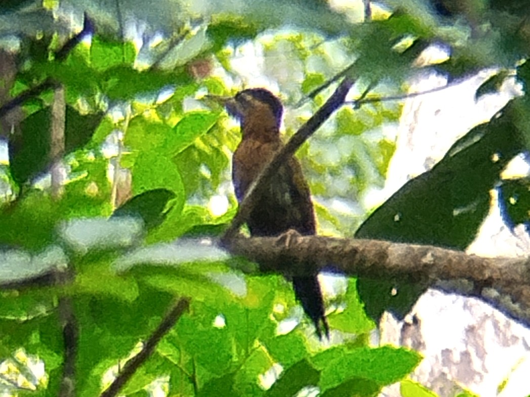 Streak-breasted Woodpecker - ML641910073