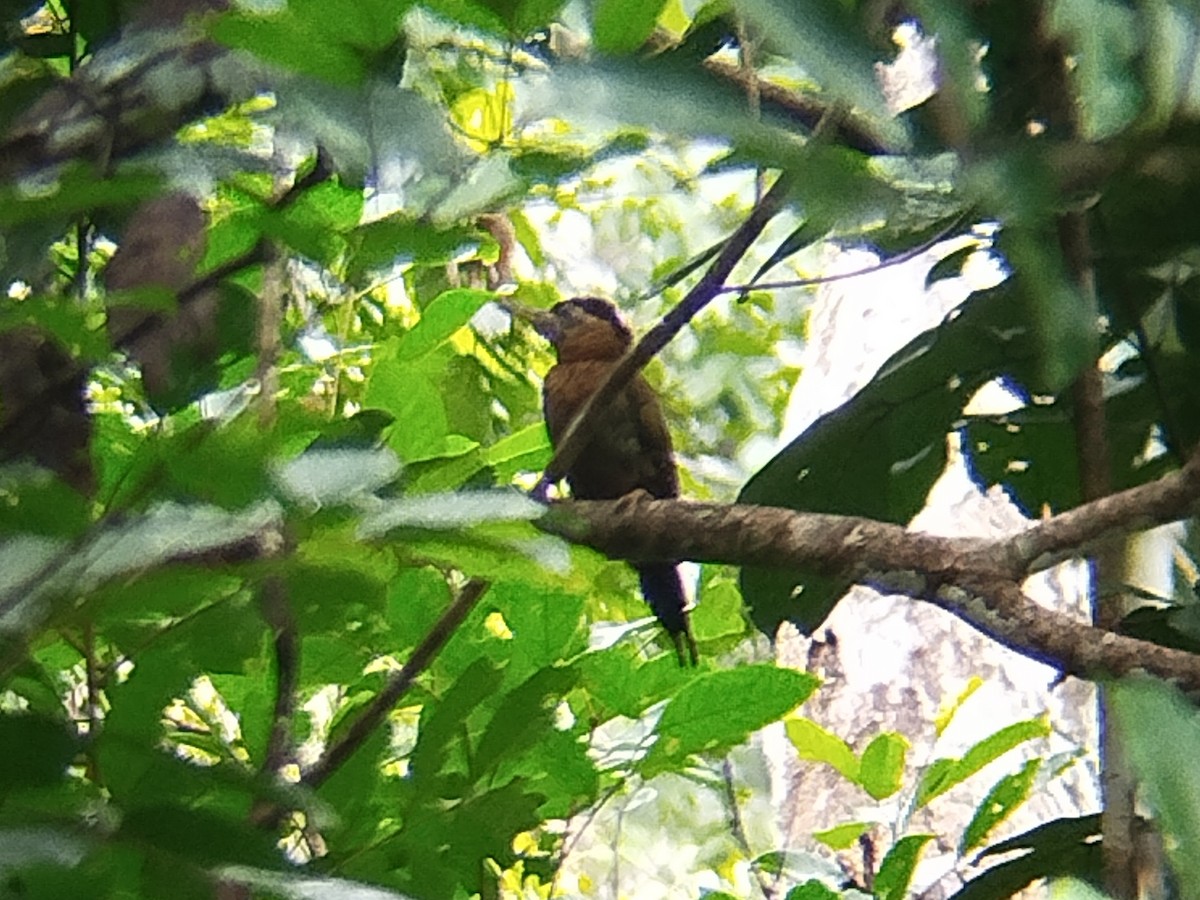 Streak-breasted Woodpecker - ML641910074