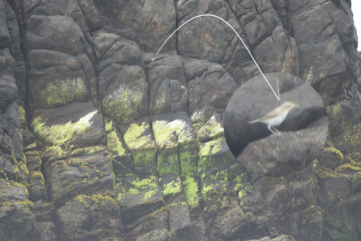 Acrocephalus sp. - ML641910078