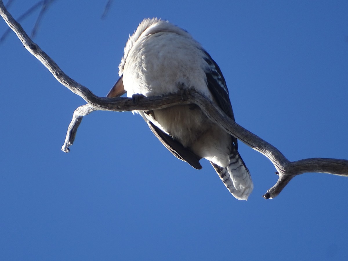 Laughing Kookaburra - ML641910090