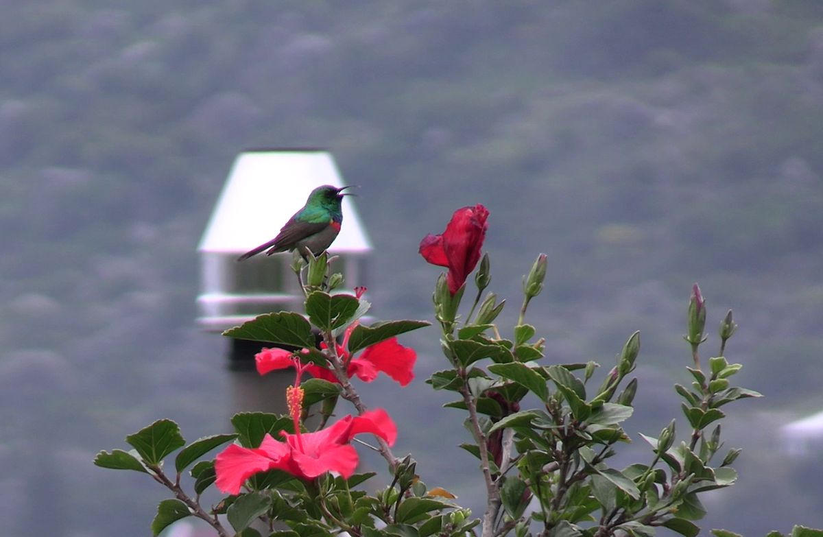 Southern Double-collared Sunbird - ML641910092