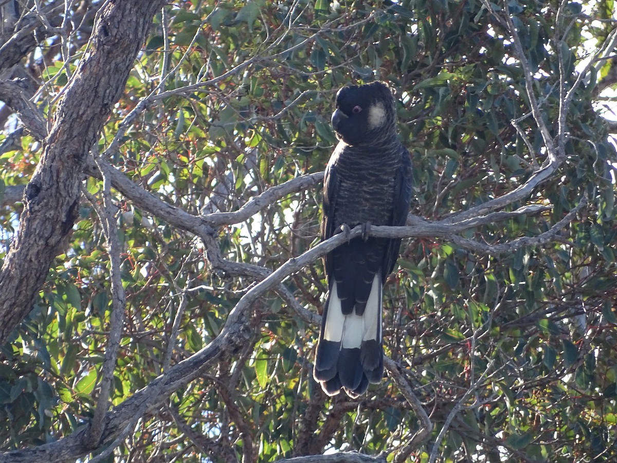 Carnaby's Black-Cockatoo - ML641910096
