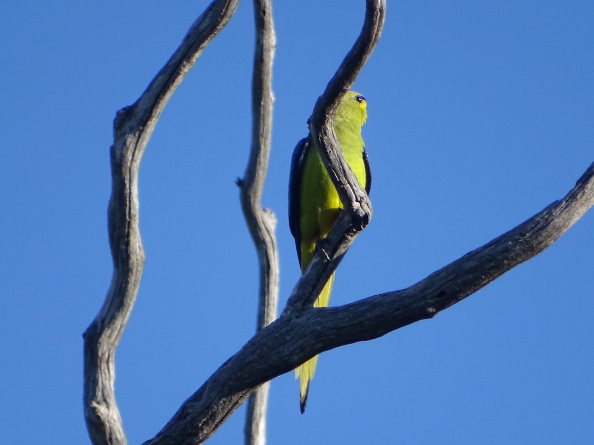 Elegant Parrot - ML641910100