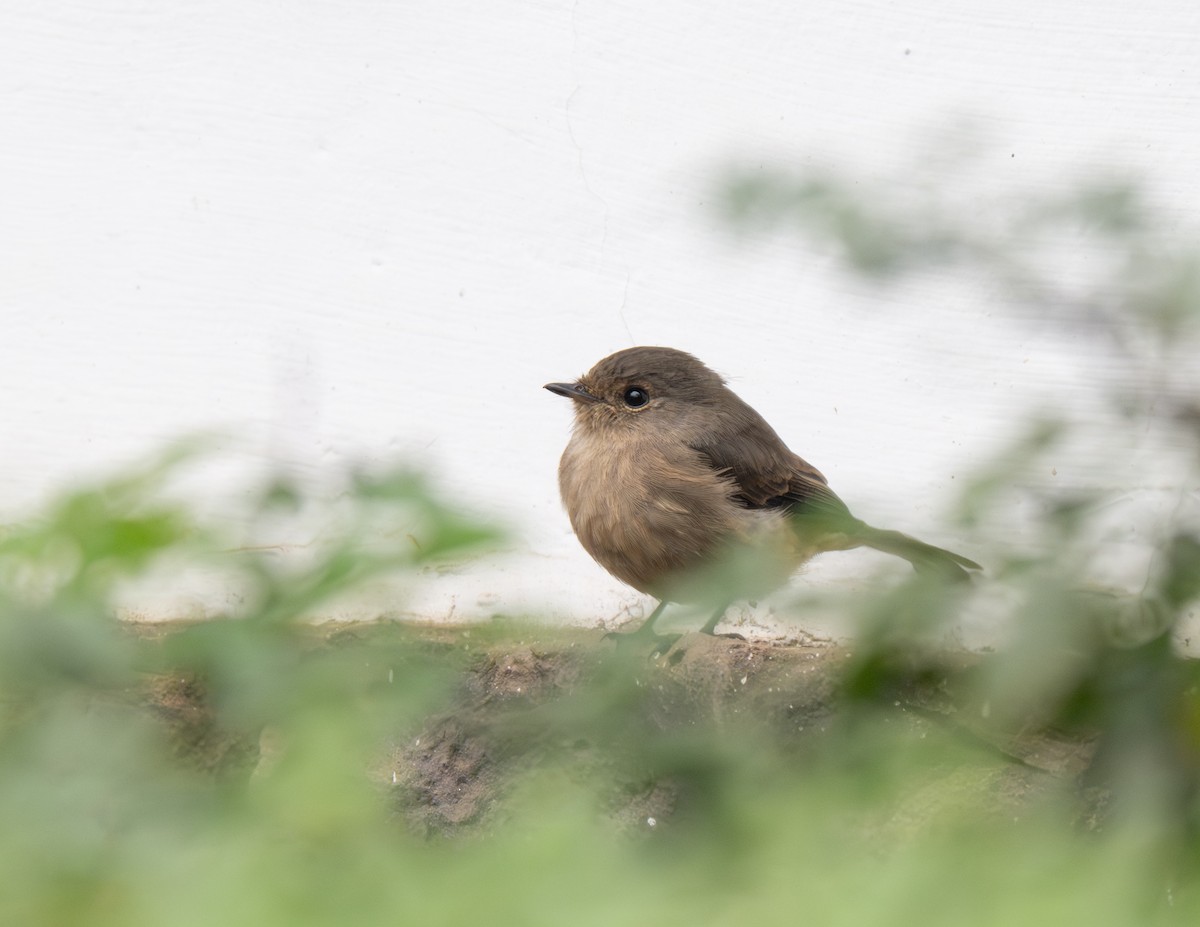 African Dusky Flycatcher - ML641910101