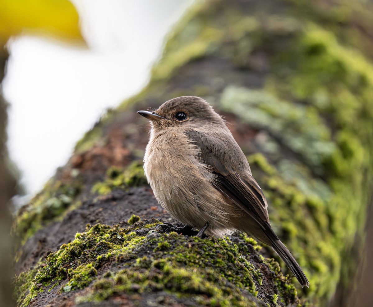 African Dusky Flycatcher - ML641910102