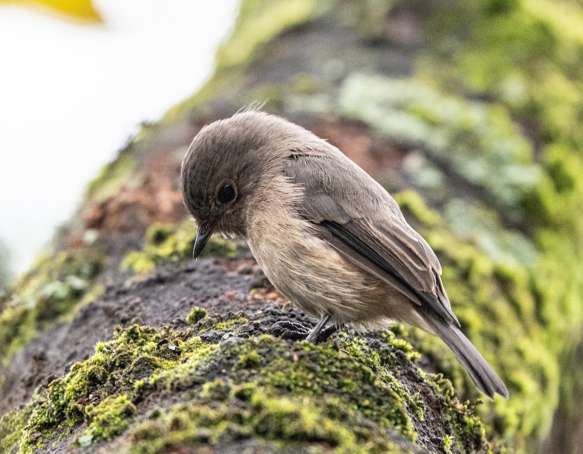 African Dusky Flycatcher - ML641910103