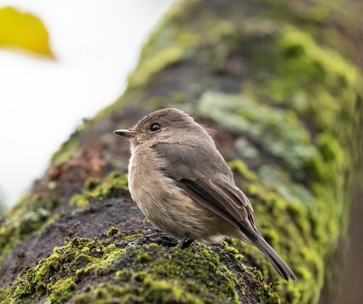 African Dusky Flycatcher - ML641910104