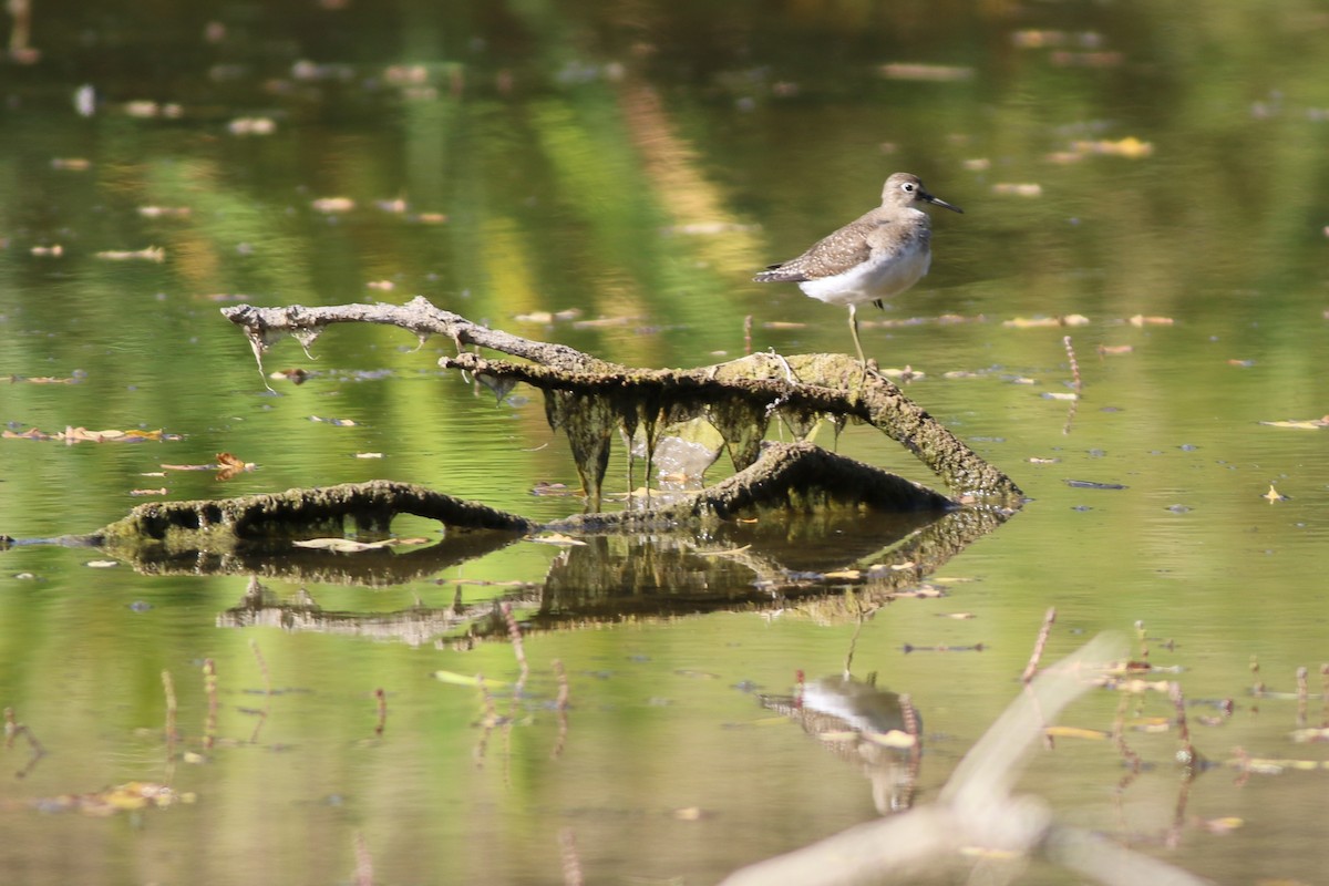 Solitary Sandpiper - ML641910106