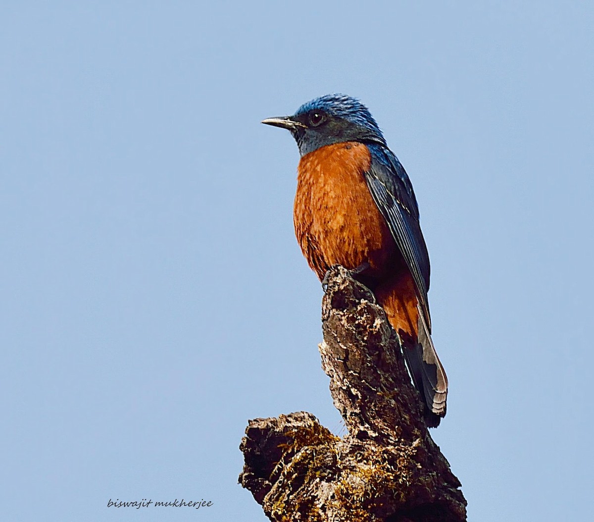 Chestnut-bellied Rock-Thrush - ML641910107