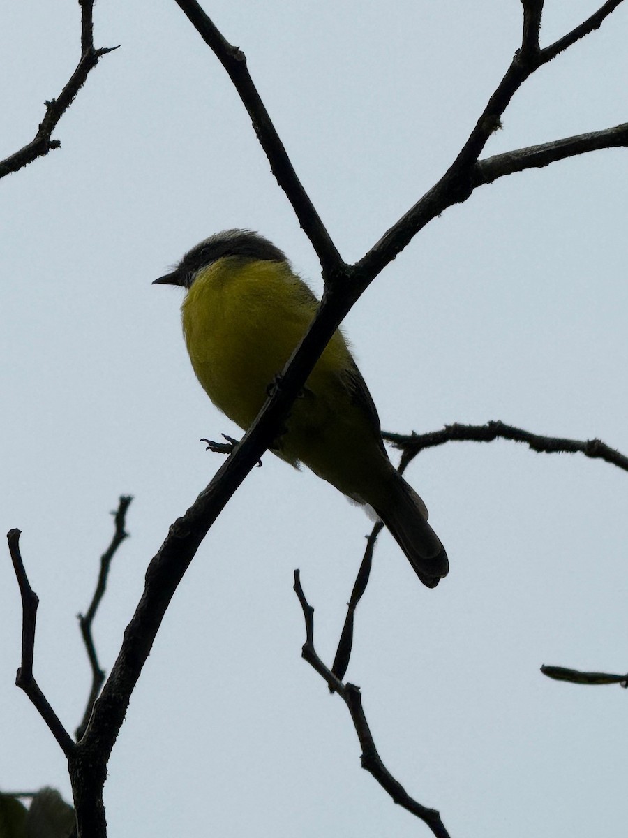 Social Flycatcher - ML641910108