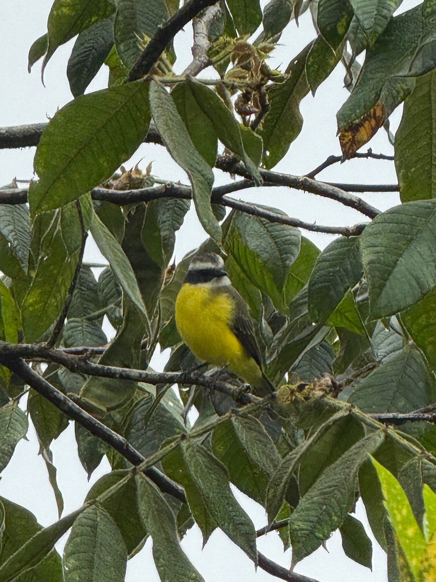 Social Flycatcher - ML641910109