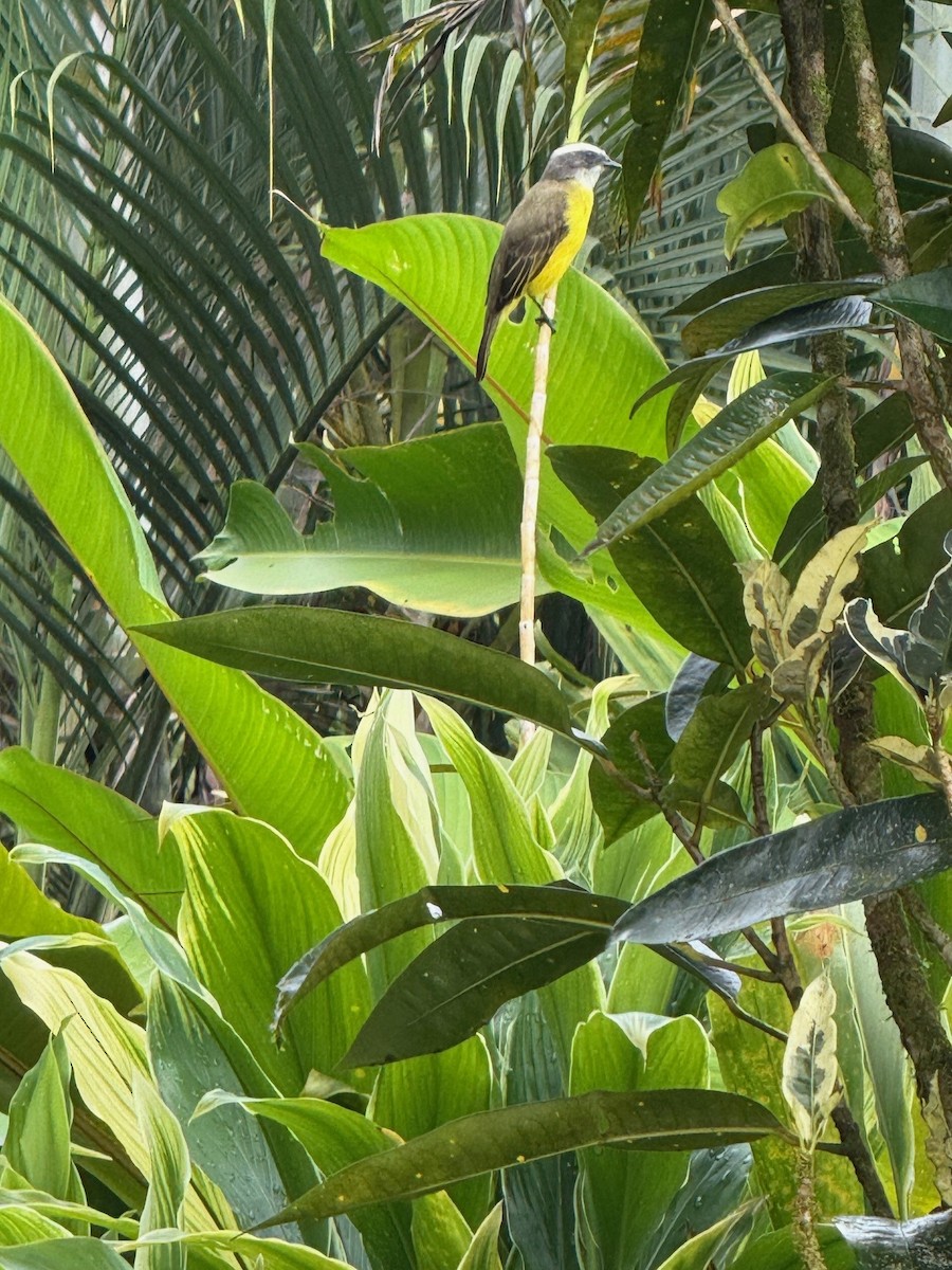 Social Flycatcher - ML641910110