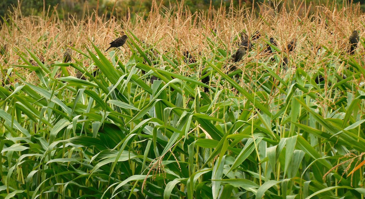 Red-winged Blackbird - ML641910111