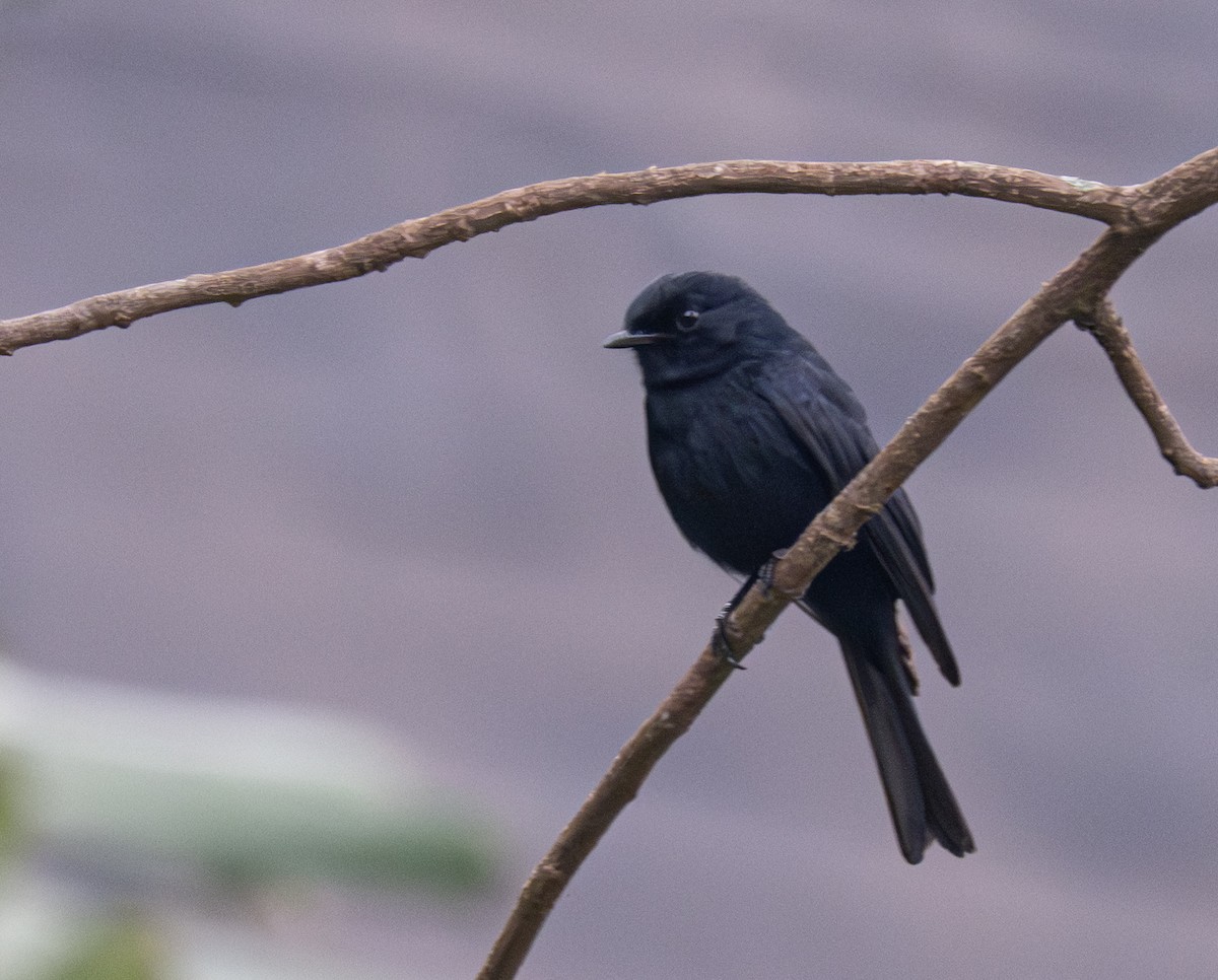 Southern Black-Flycatcher - ML641910114