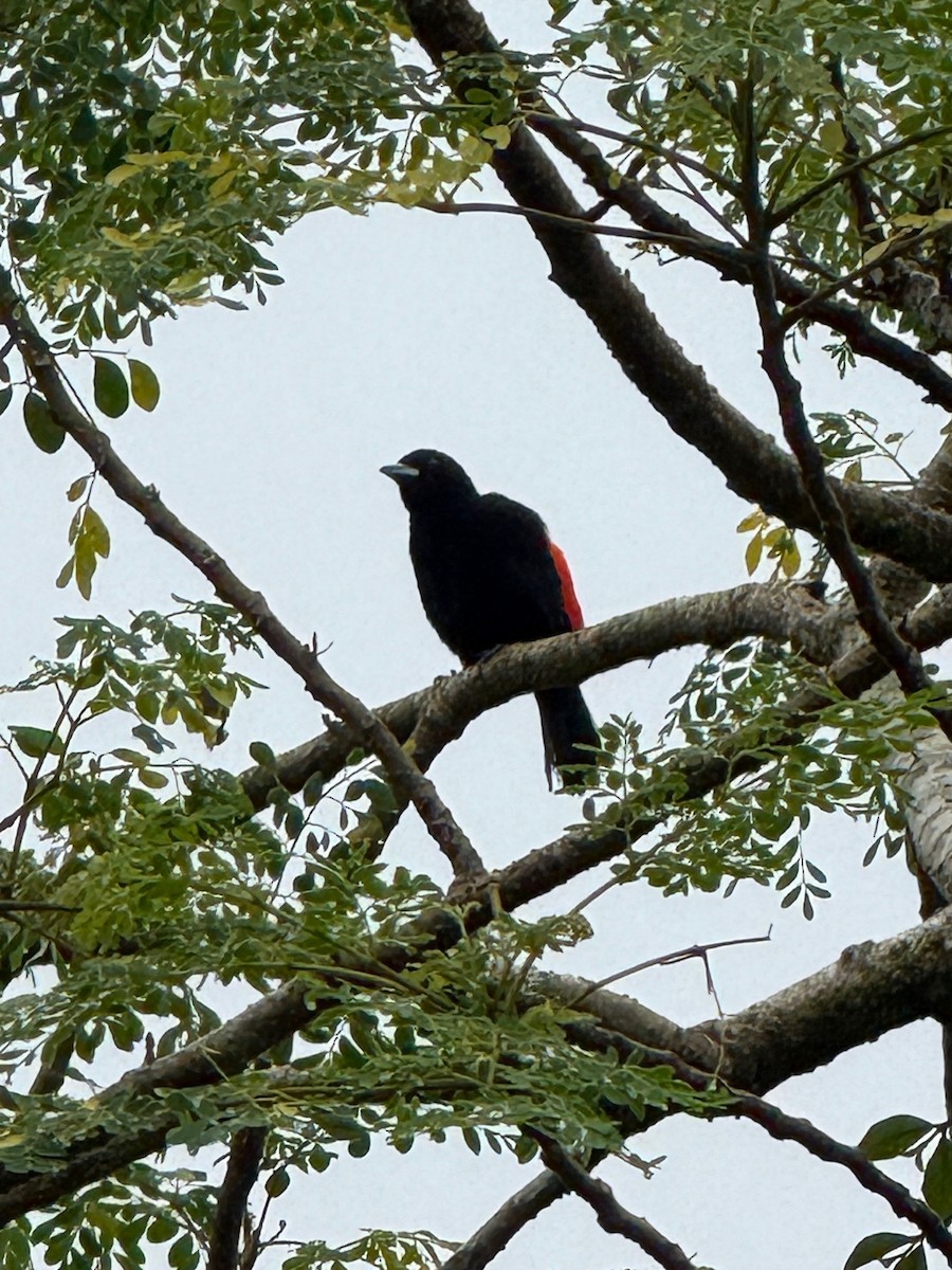 Scarlet-rumped Tanager - ML641910118