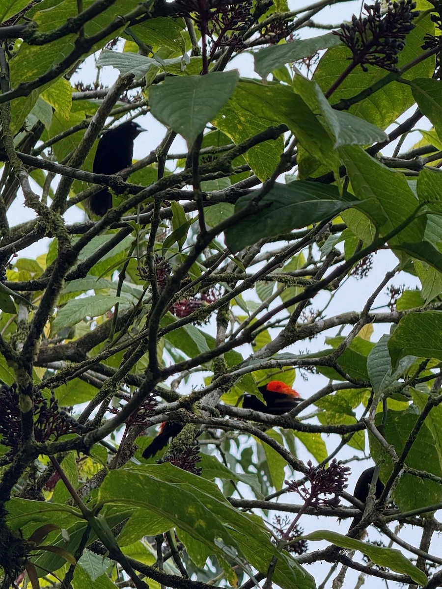 Scarlet-rumped Tanager - ML641910119