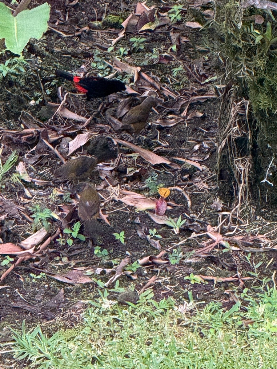 Scarlet-rumped Tanager - ML641910120
