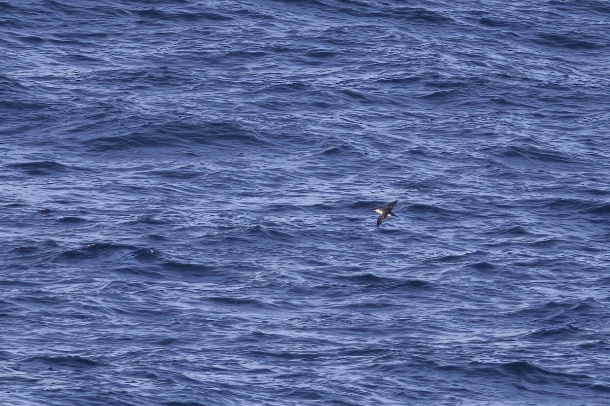 Manx Shearwater - ML641910124