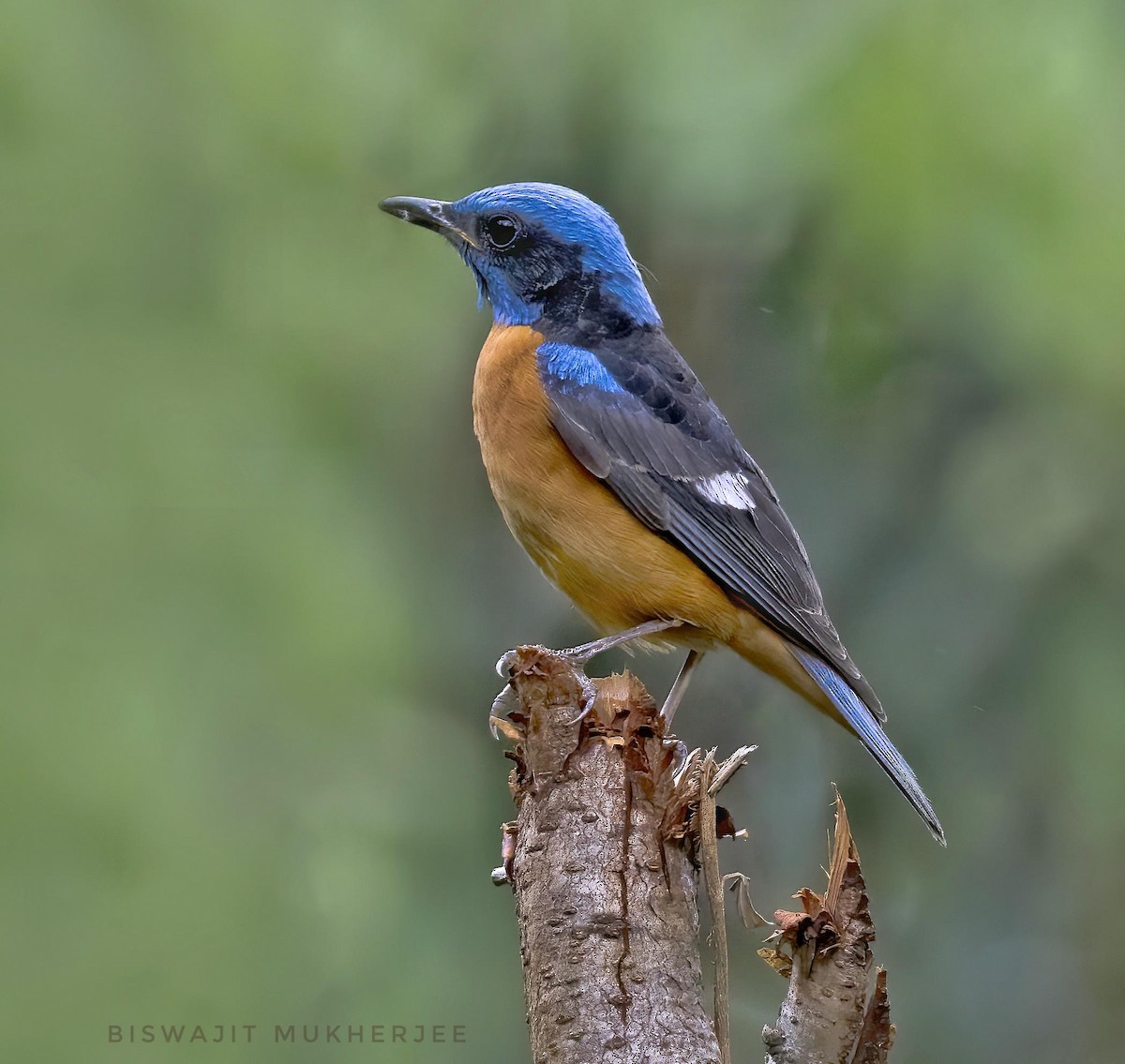Blue-capped Rock-Thrush - ML641910125
