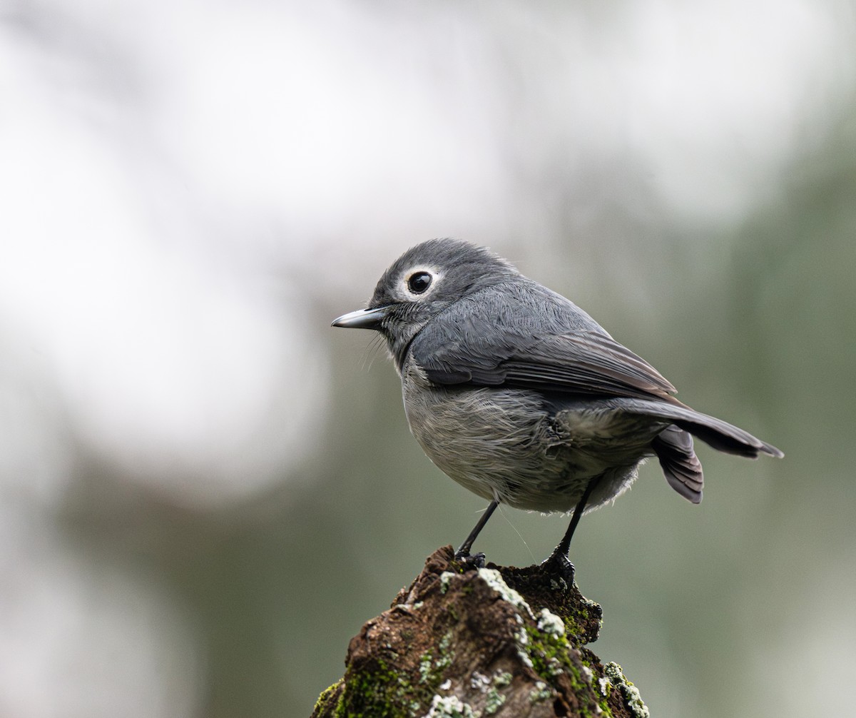 White-eyed Slaty-Flycatcher - ML641910129