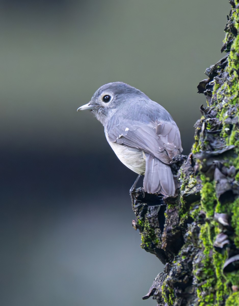 White-eyed Slaty-Flycatcher - ML641910131