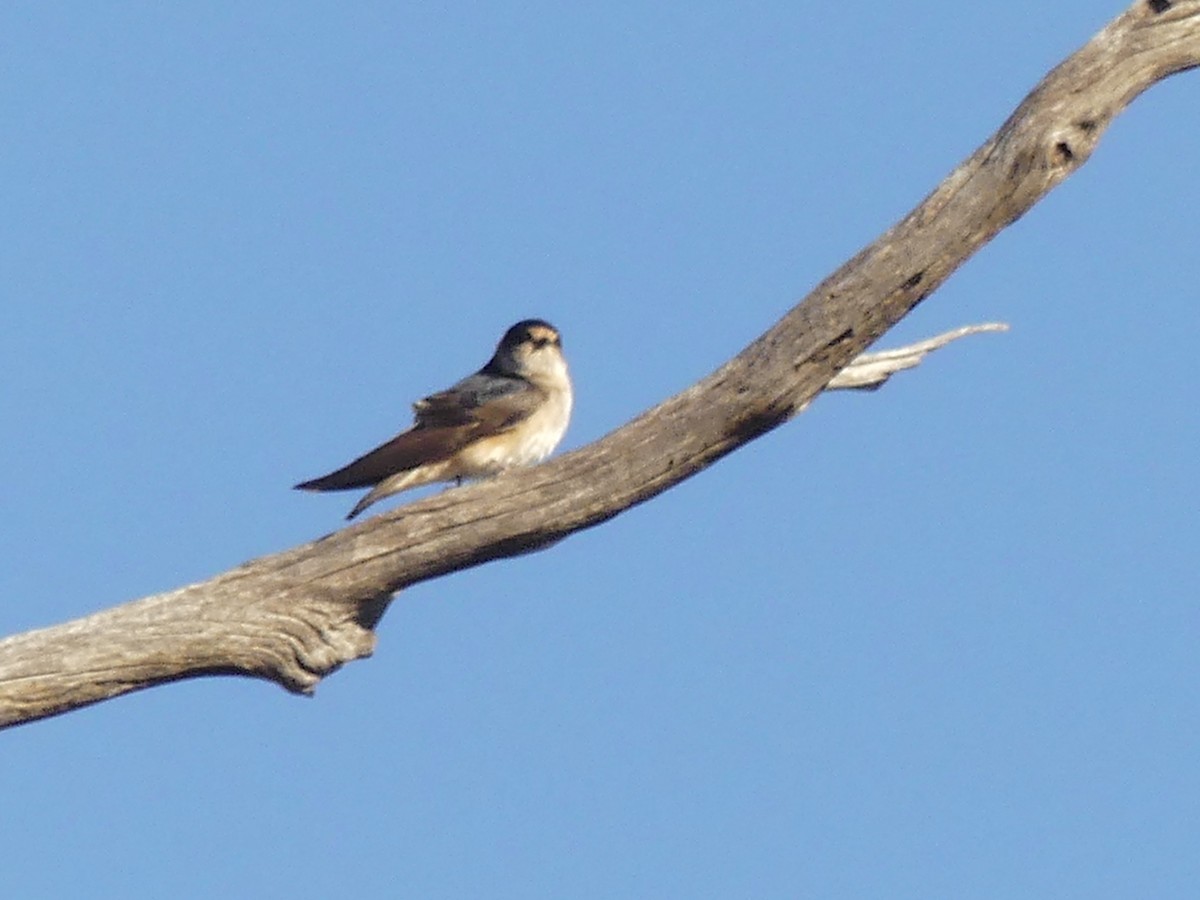 Tree Martin - ML641910140