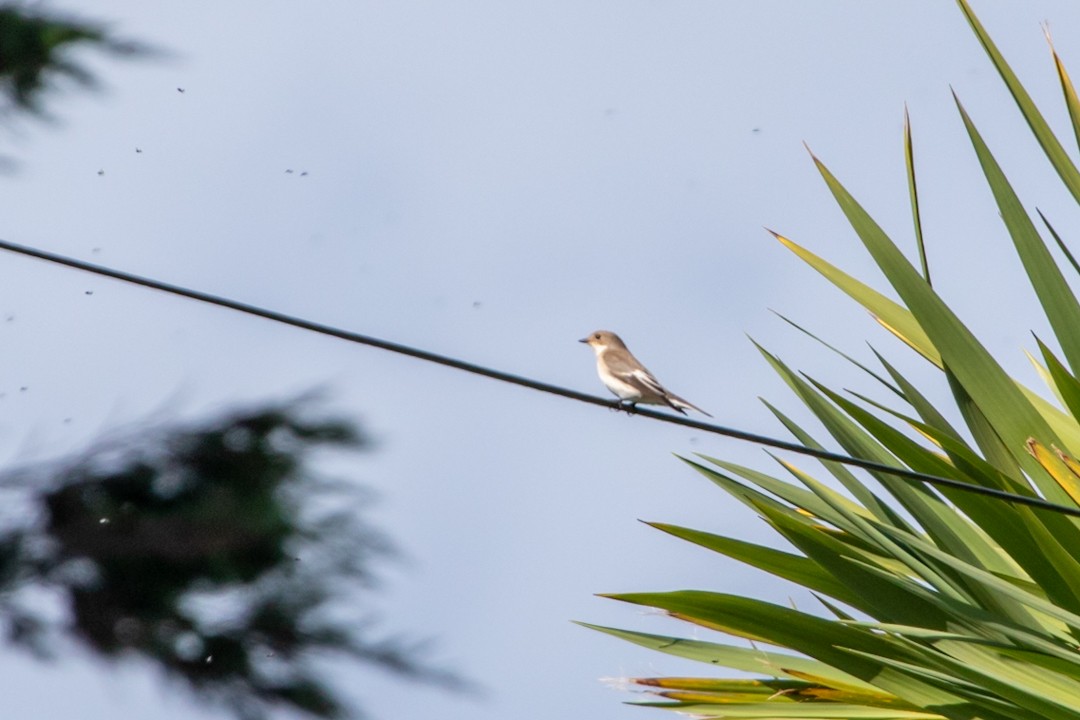 European Pied Flycatcher - ML641910142
