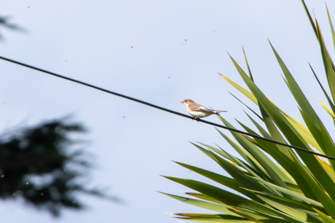 European Pied Flycatcher - ML641910143