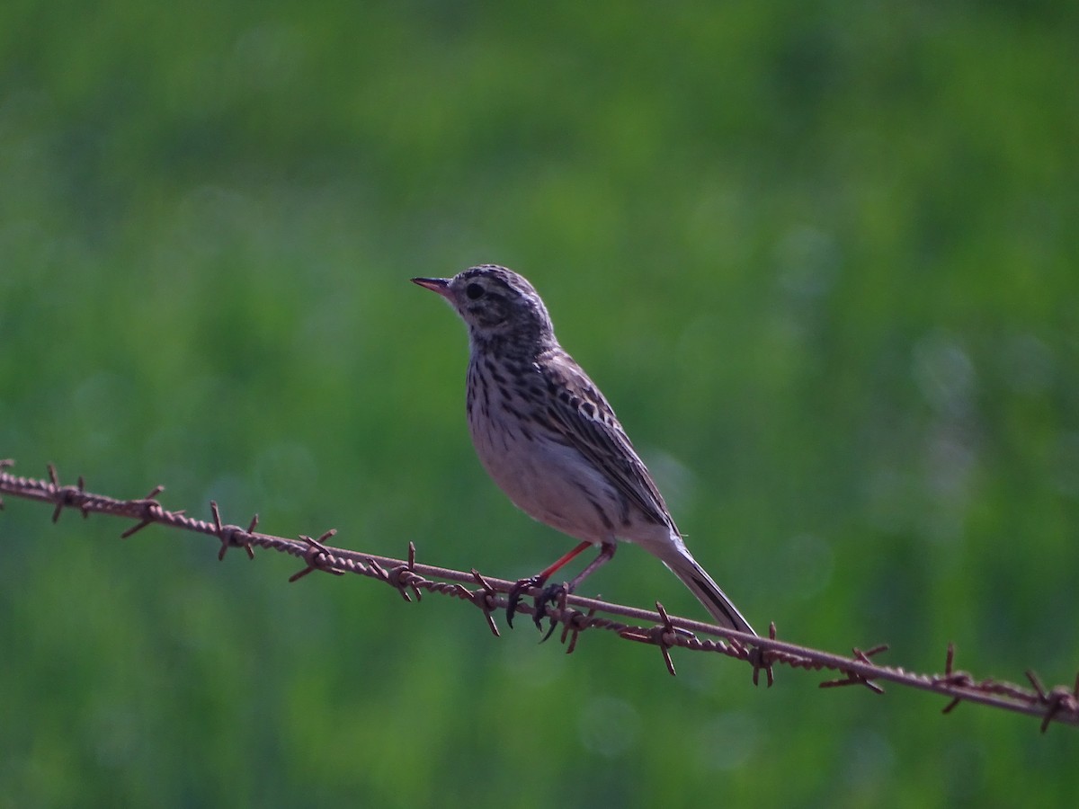 Australian Pipit - ML641910145