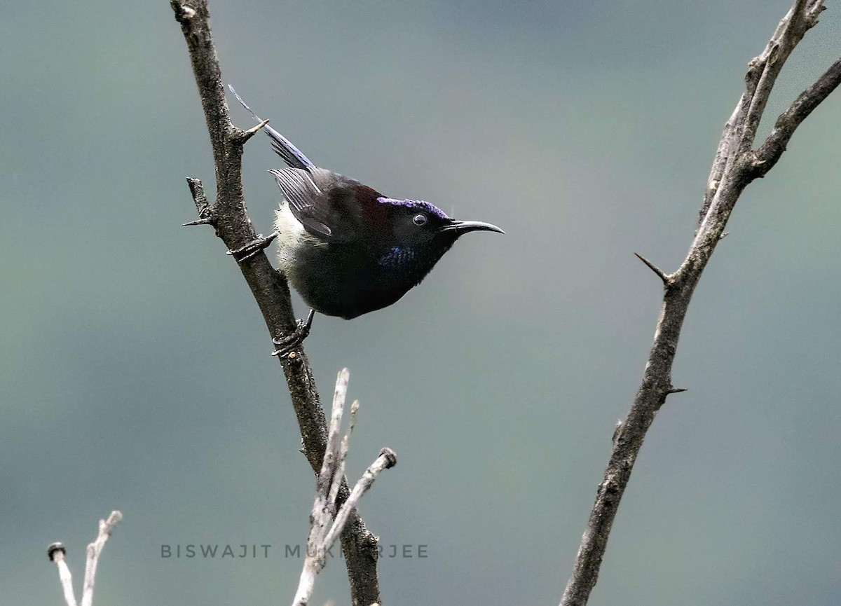 Black-throated Sunbird - ML641910151