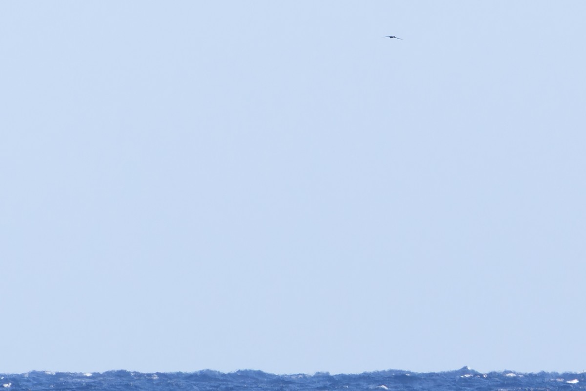 Parasitic Jaeger - ML641910152
