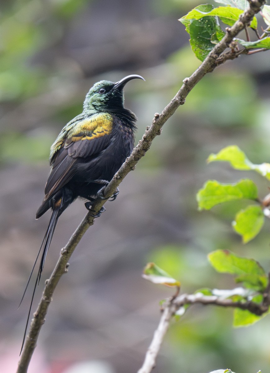 Bronze Sunbird - ML641910154