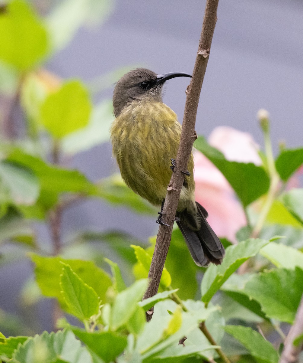 Bronze Sunbird - ML641910155