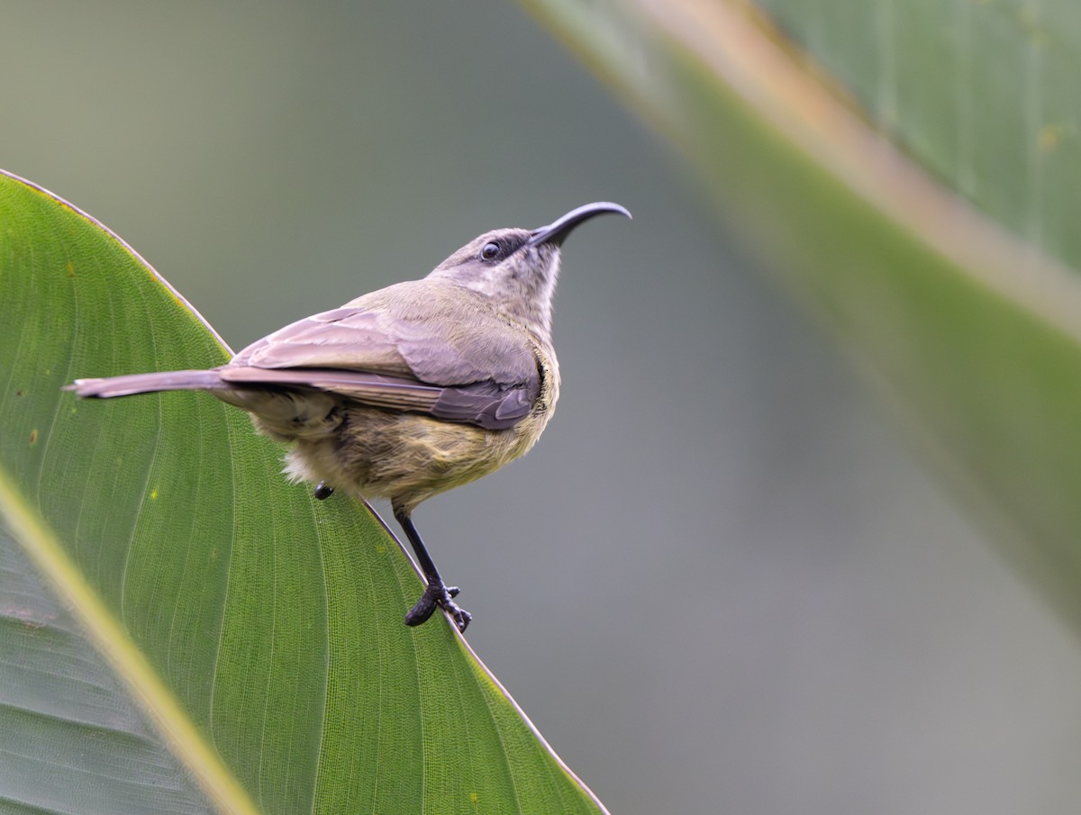 Bronze Sunbird - ML641910156