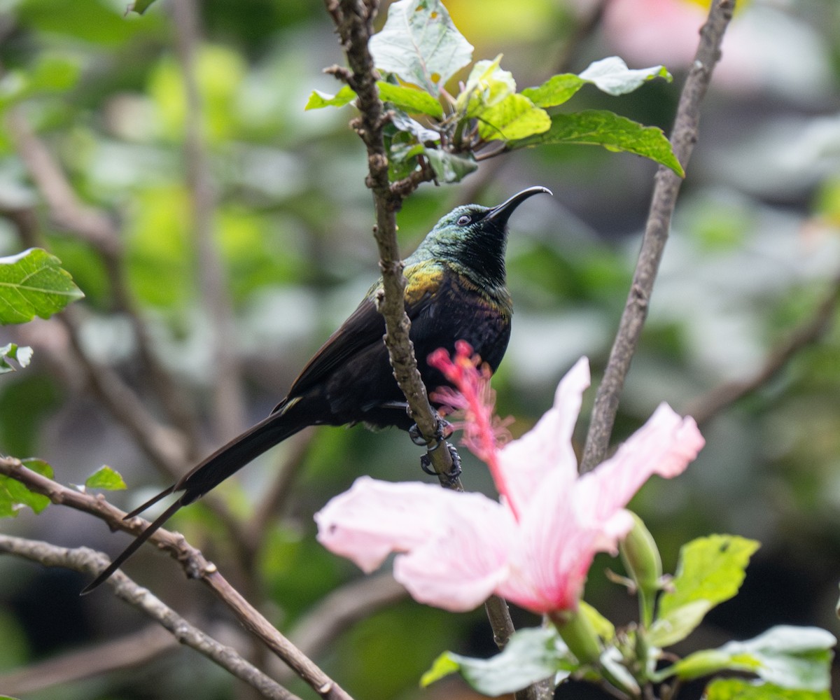Bronze Sunbird - ML641910157
