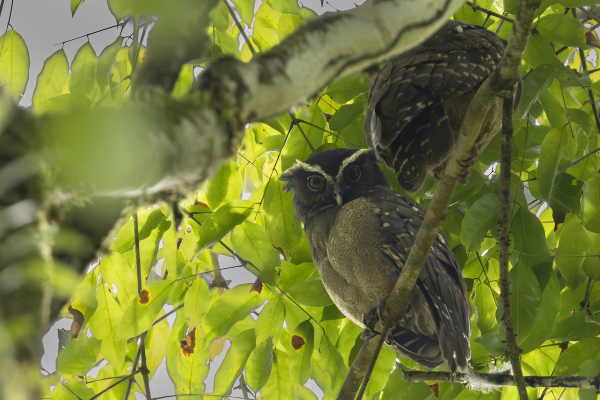 Crested Owl - ML641910158
