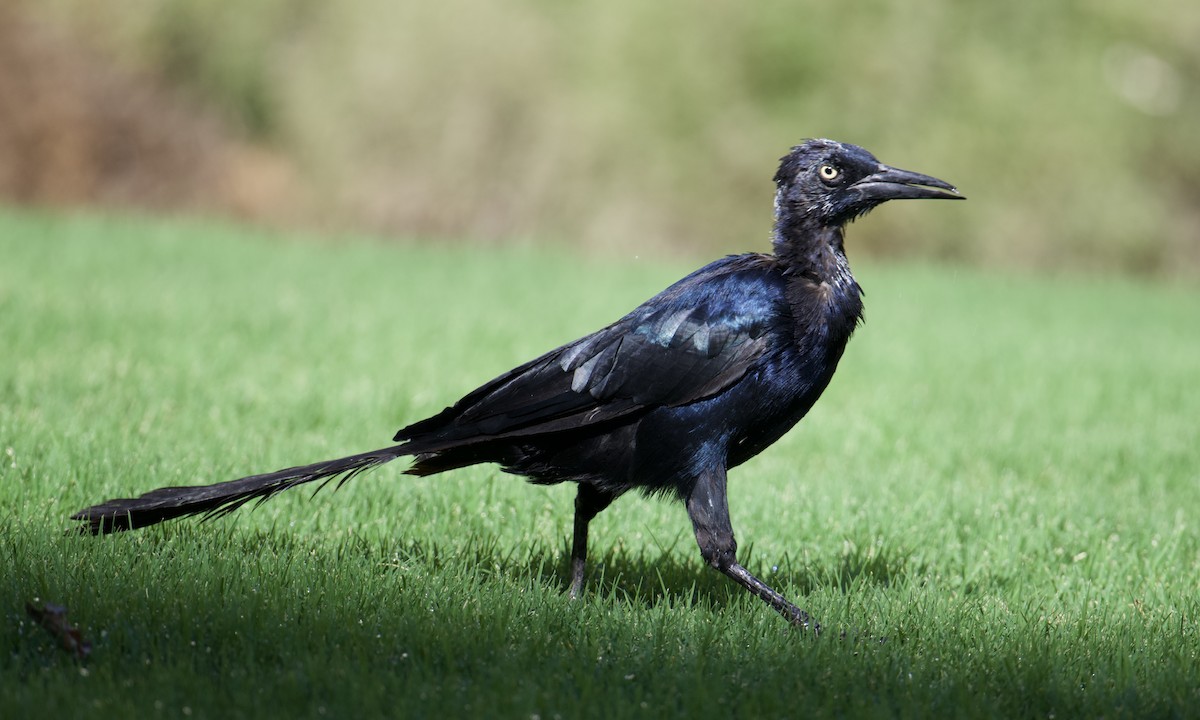 Great-tailed Grackle - ML641910164