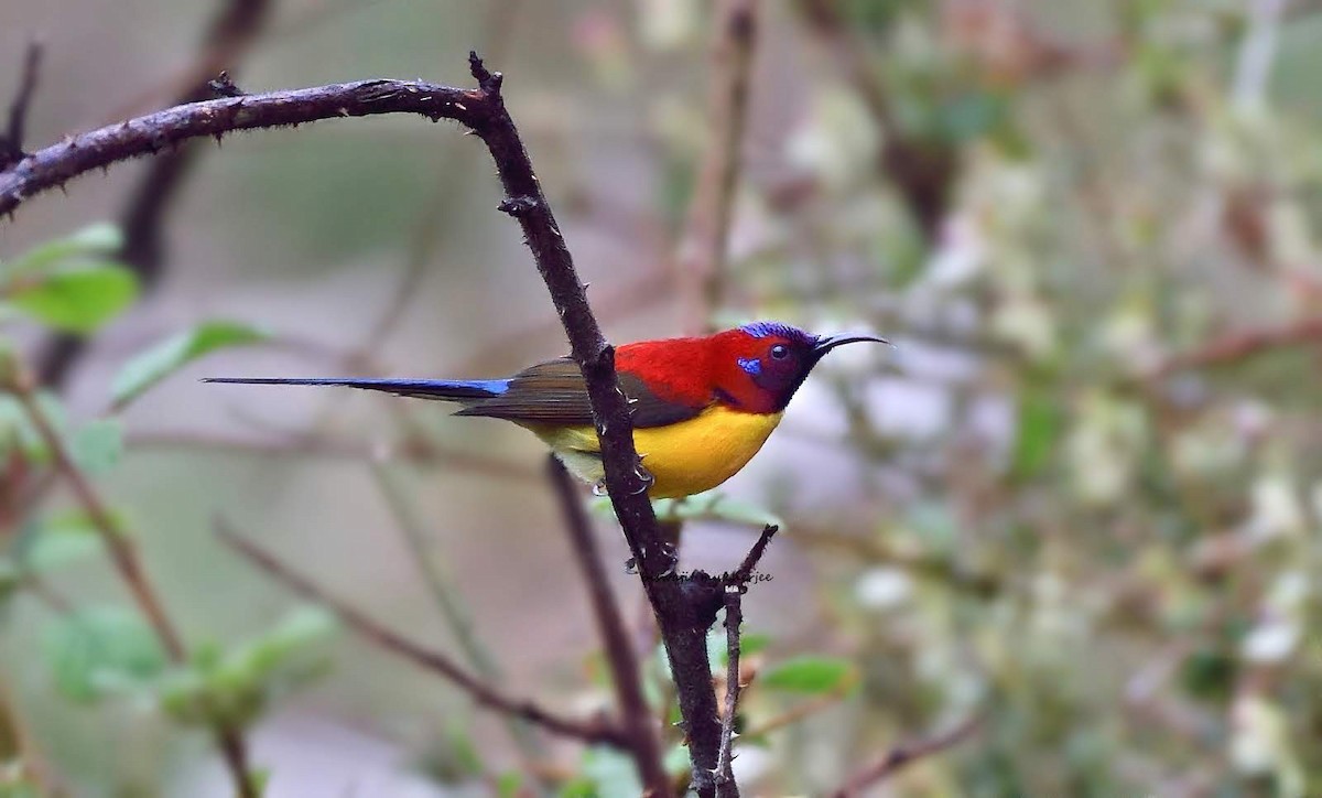 Mrs. Gould's Sunbird - ML641910165