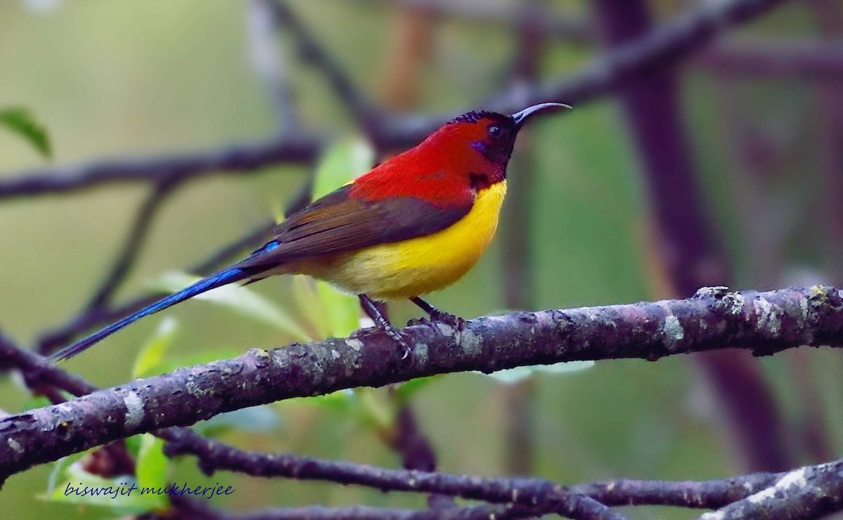 Mrs. Gould's Sunbird - ML641910166
