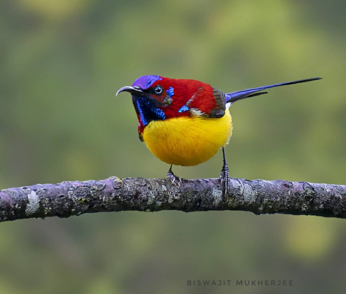 Mrs. Gould's Sunbird - ML641910167