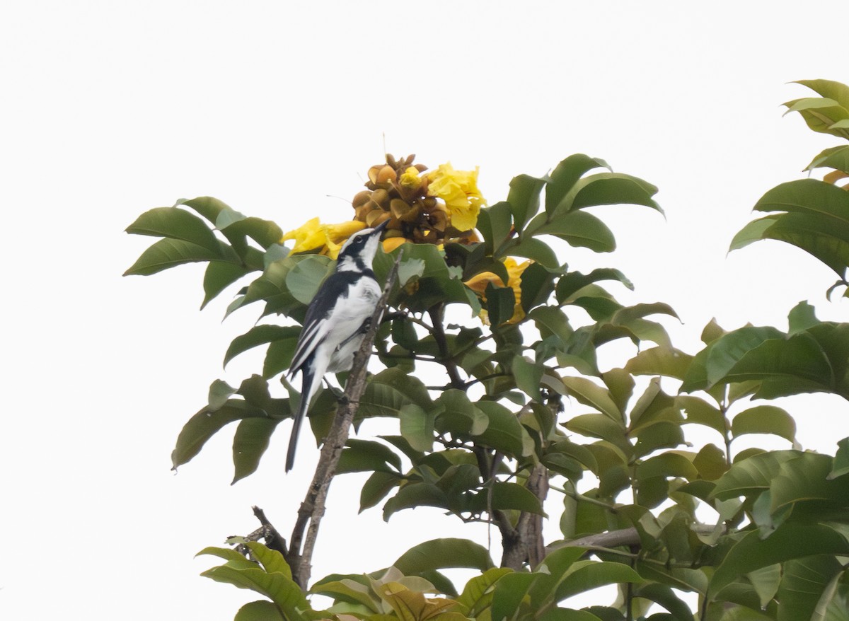 African Pied Wagtail - ML641910171